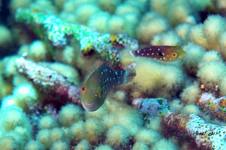 Juvenile Stoplight Parrotfish