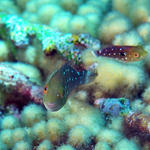 Juvenile Stoplight Parrotfish