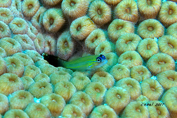 Peppermint Goby