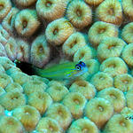 Peppermint Goby