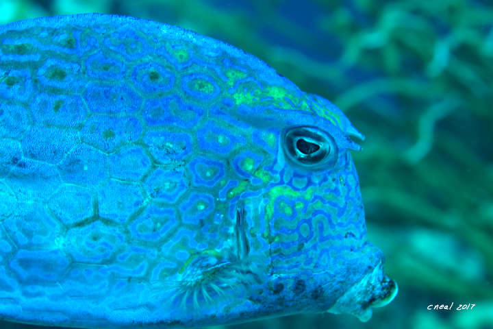 Tiled Cowfish