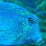 Tiled Cowfish