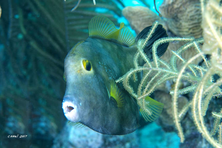 White Sptted Filefish