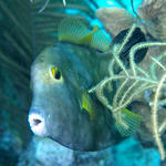 White Sptted Filefish