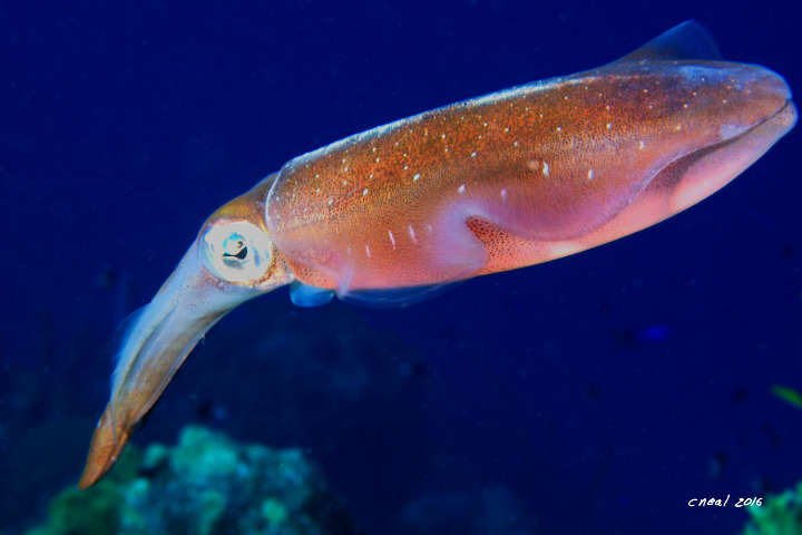 Reef Squid