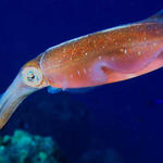 Reef Squid