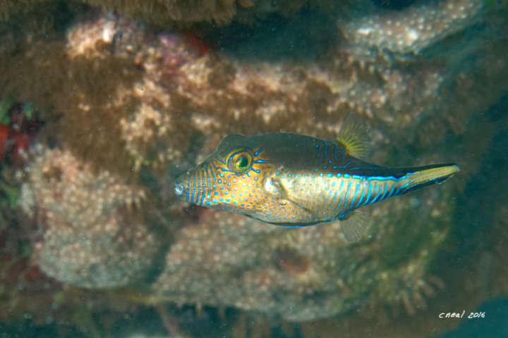 Sharpnose Puffer