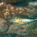 Sharpnose Puffer