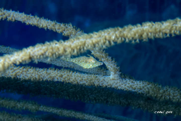 Slender Filefish