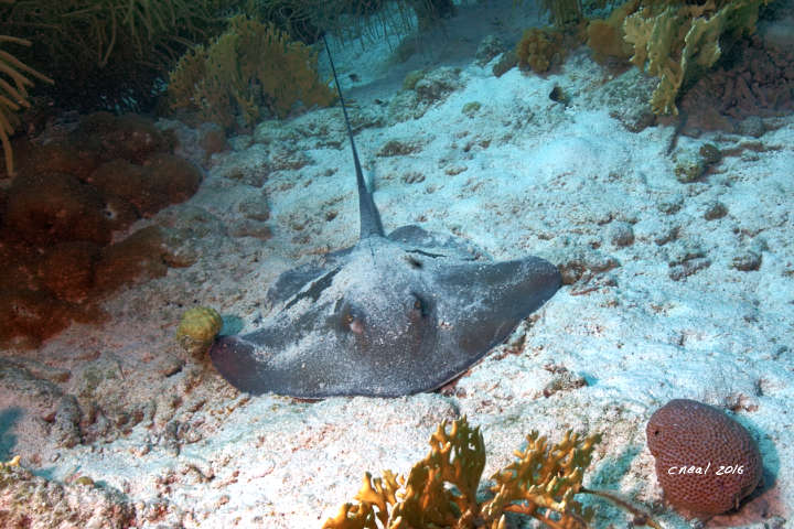 Atlantic Stingray