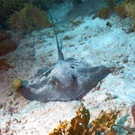 Atlantic Stingray