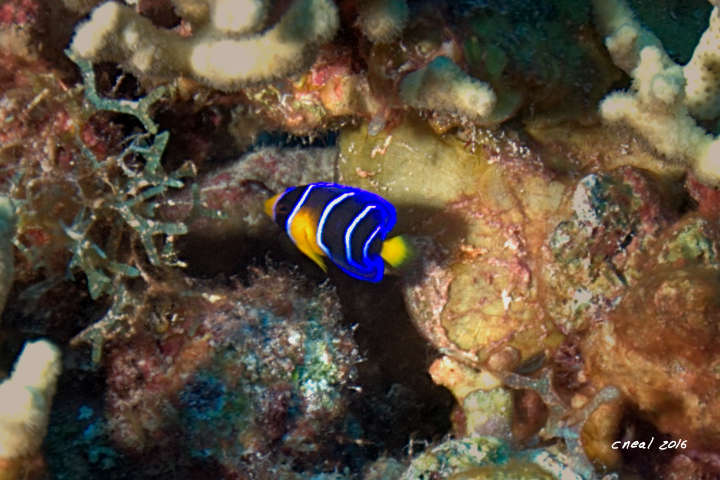 Juvenile Queen Angelfish