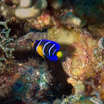 Juvenile Queen Angelfish