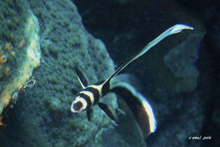 Juvenile Spotted Drum