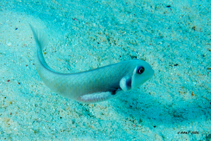 Male Rosey Razorfish