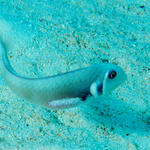 Male Rosey Razorfish