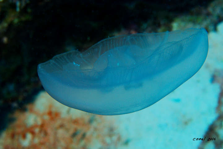 Moon Jelly