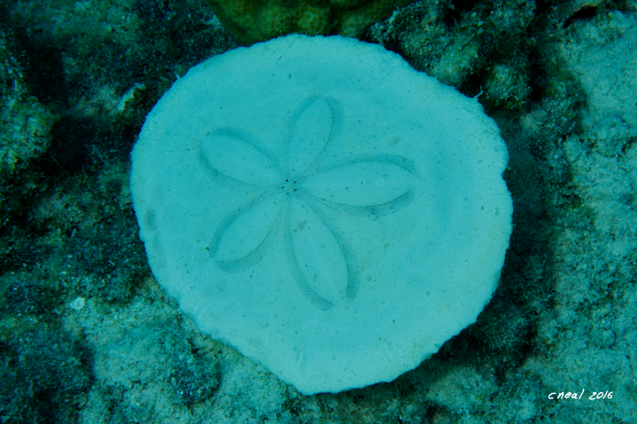 Sand Dollar