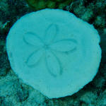 Sand Dollar