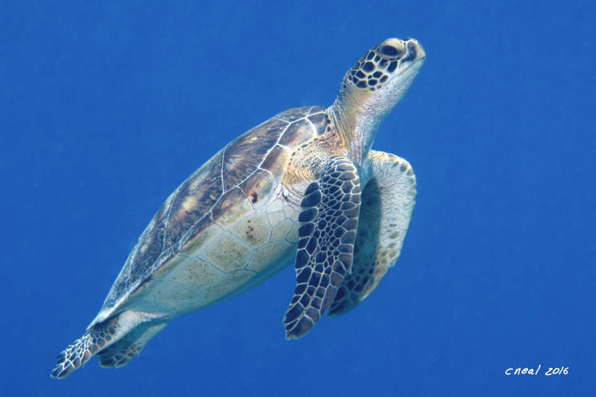 Green Turtle