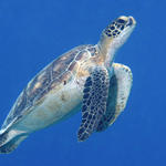 Green Turtle