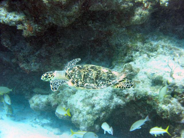 turtle14.jpg