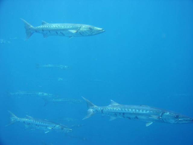 cuda_shoal10.jpg