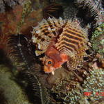 Malapascua Island, night dive, small Lion Fish