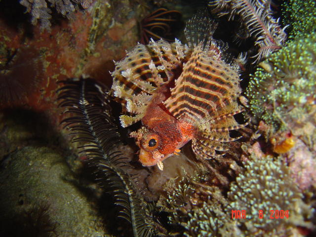 Malapascua Island, night dive, small Lion Fish