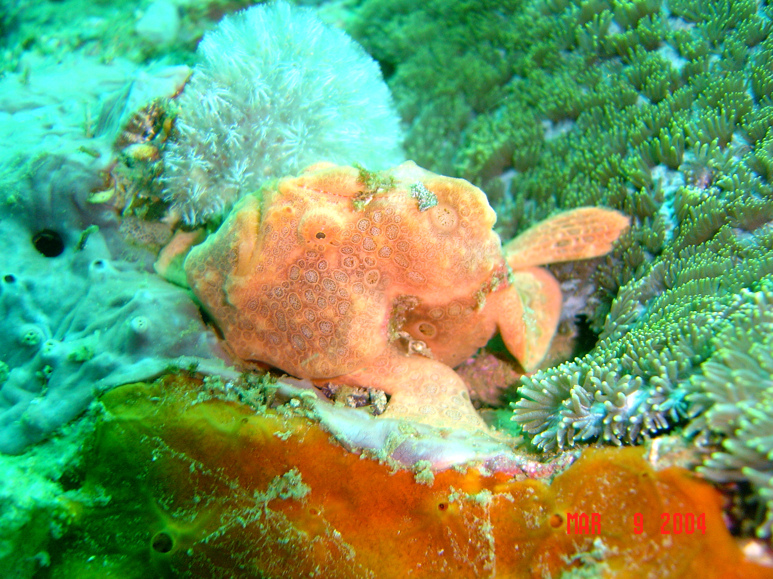 Gato Island, near Malapascua, Philippines.
Painted FrogFish, afternoon dive