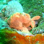 Gato Island, near Malapascua, Philippines.
Painted FrogFish, afternoon dive