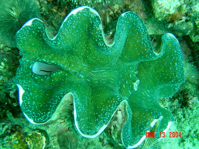 Anilao, Philippines
Tridacna Giant Clam, about two feet wide. 
Mantle (soft tissue) shows beautiful color.