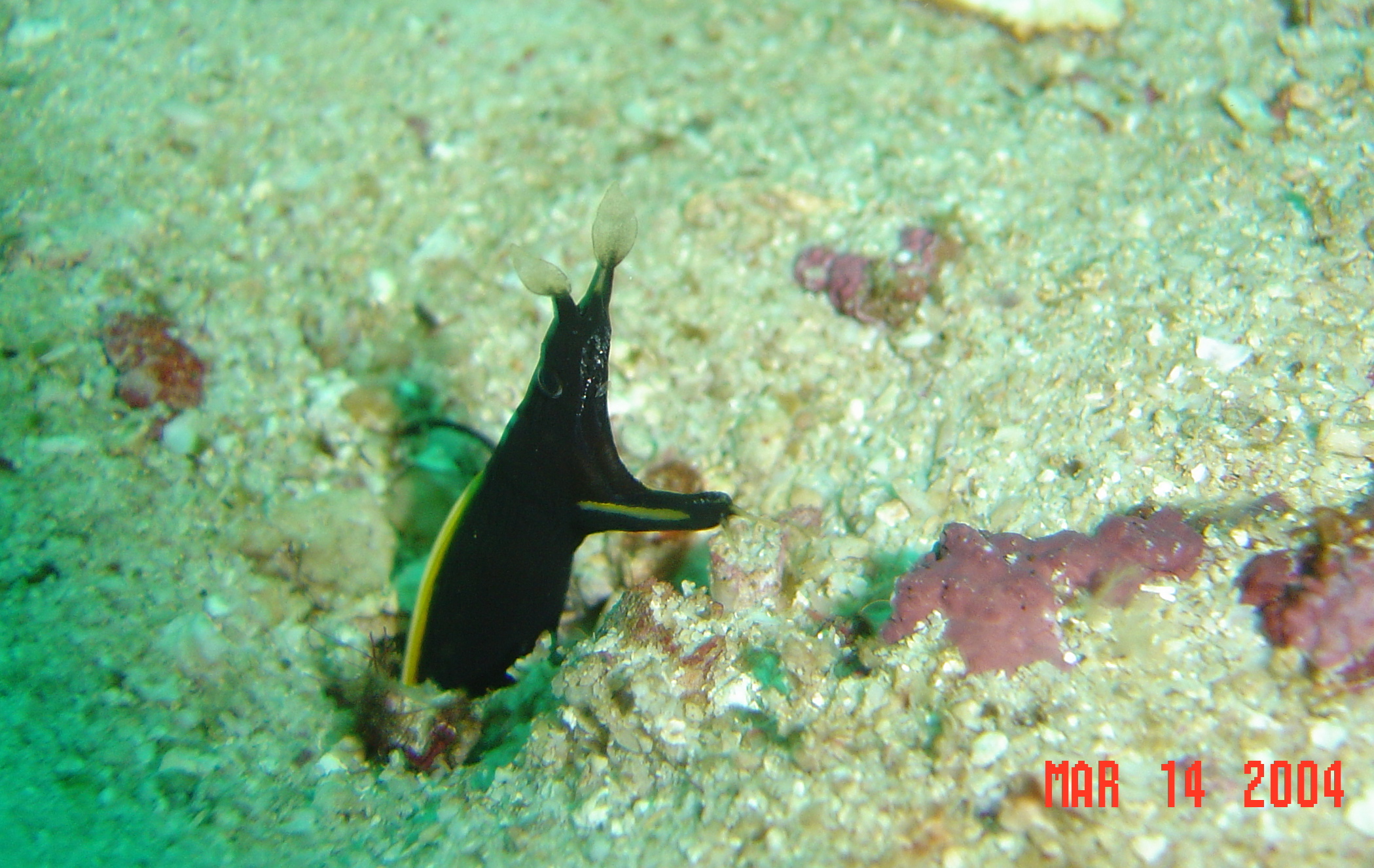 Anilao, Ribbon Eel