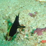 Anilao, Ribbon Eel