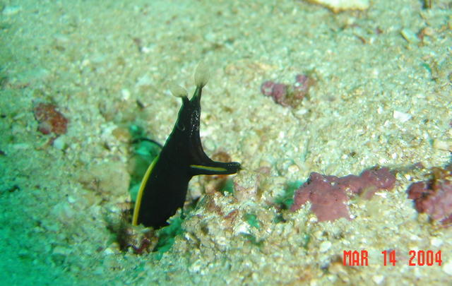 Anilao, Ribbon Eel