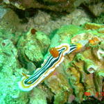 Nudibranch