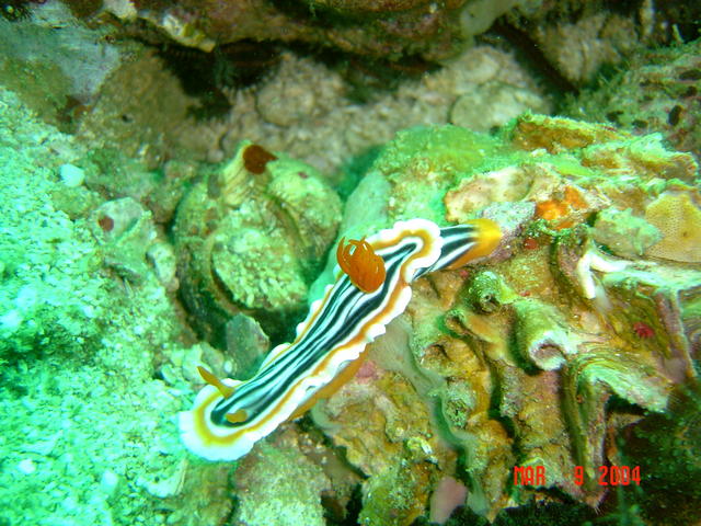 Nudibranch