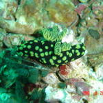 Nudibranch