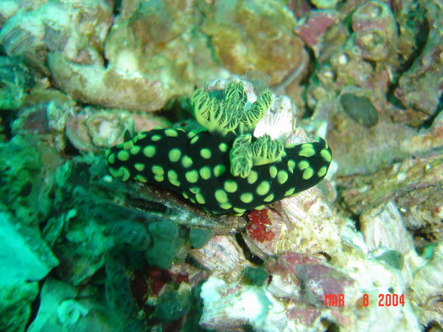 Nudibranch