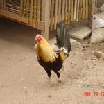 Filipino Fighting Cock, Malapascua.
Cock fighting & basketball are 2 big sports.