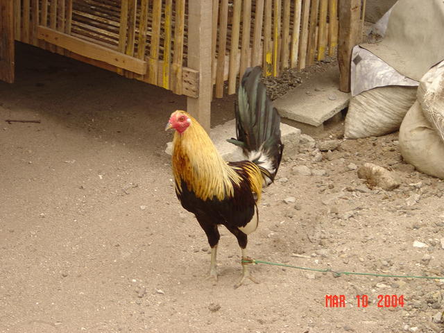 Filipino Fighting Cock, Malapascua.
Cock fighting & basketball are 2 big sports.