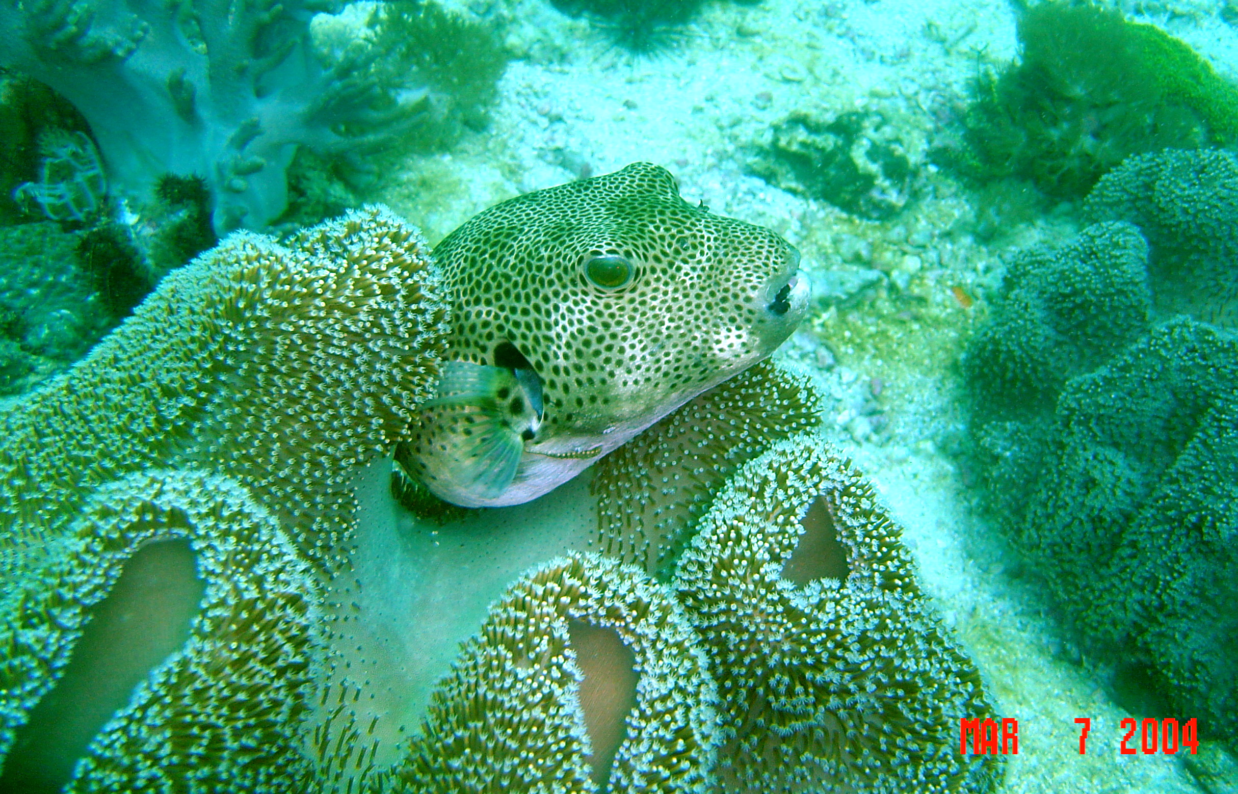 Pufferfish with Soft Coral. Malapascua