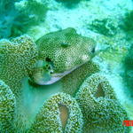 Pufferfish with Soft Coral. Malapascua