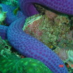 Landscape with Blue Sea Star, Malapascua