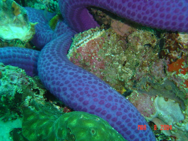 Landscape with Blue Sea Star, Malapascua