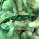 Nudibranch, Anilao