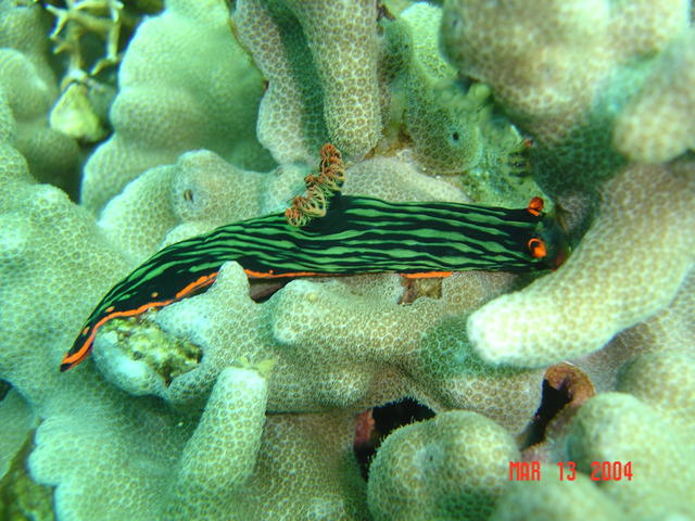 Nudibranch, Anilao