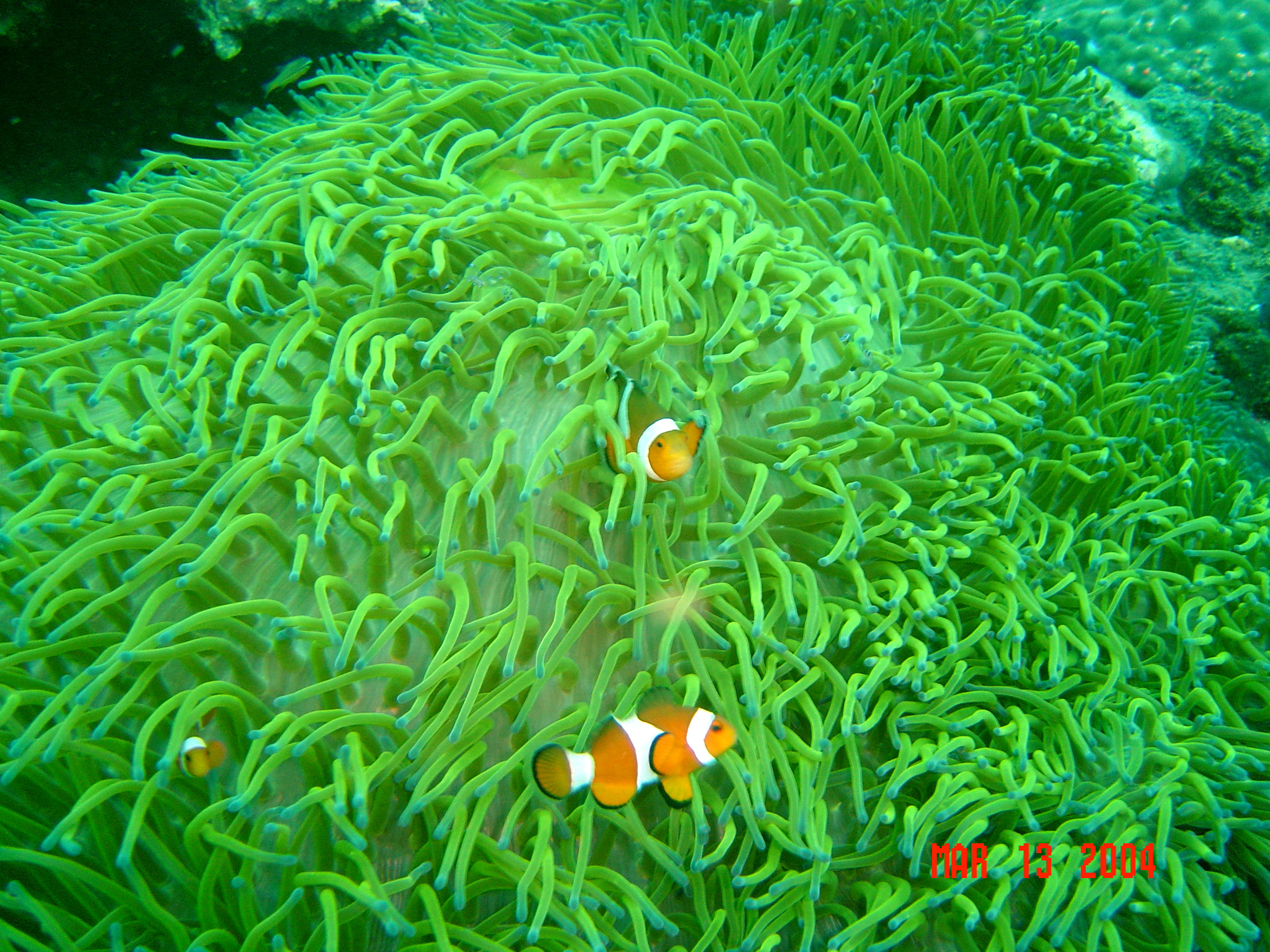 Anemone with Fish, Anilao