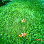 Anemone with Fish, Anilao