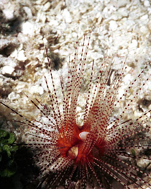 Magnificant Urchin